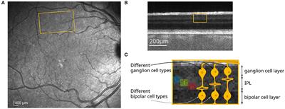 Phase-Sensitive Measurements of Depth-Dependent Signal Transduction in the Inner Plexiform Layer